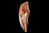 Bargain, Raptor Tooth - Real Dinosaur Tooth #178489-1